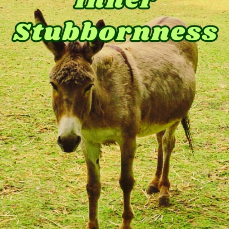 Embrace Your Inner Stubbornness