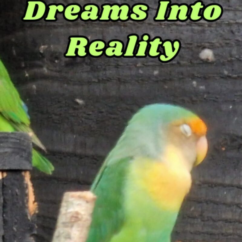 Bring Sleep Dreams Into Reality