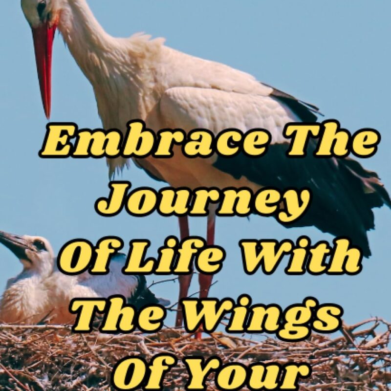 Embrace The Journey Of Life With The Wings Of Your Imagination