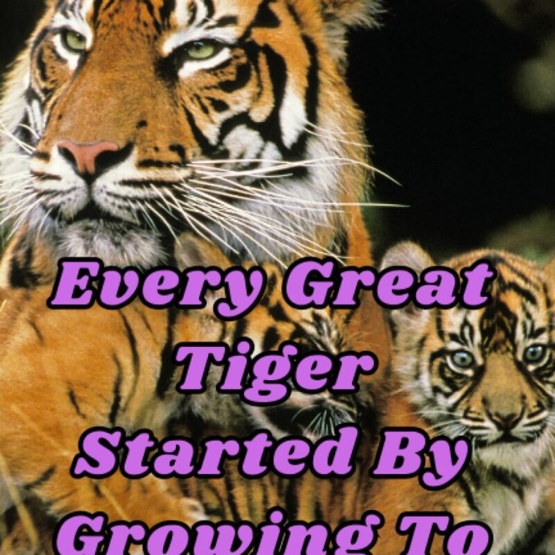 Every Great Tiger Started By Growing To Its Size