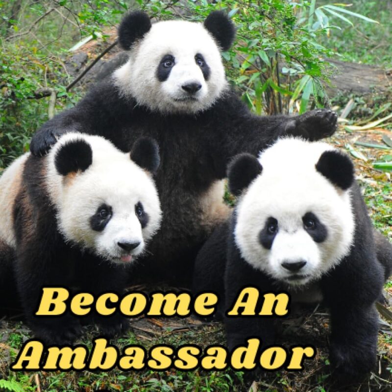 Become An Ambassador Of A Cozy Smile