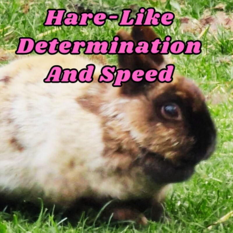 Leap Forward With Hare-Like Determination And Speed