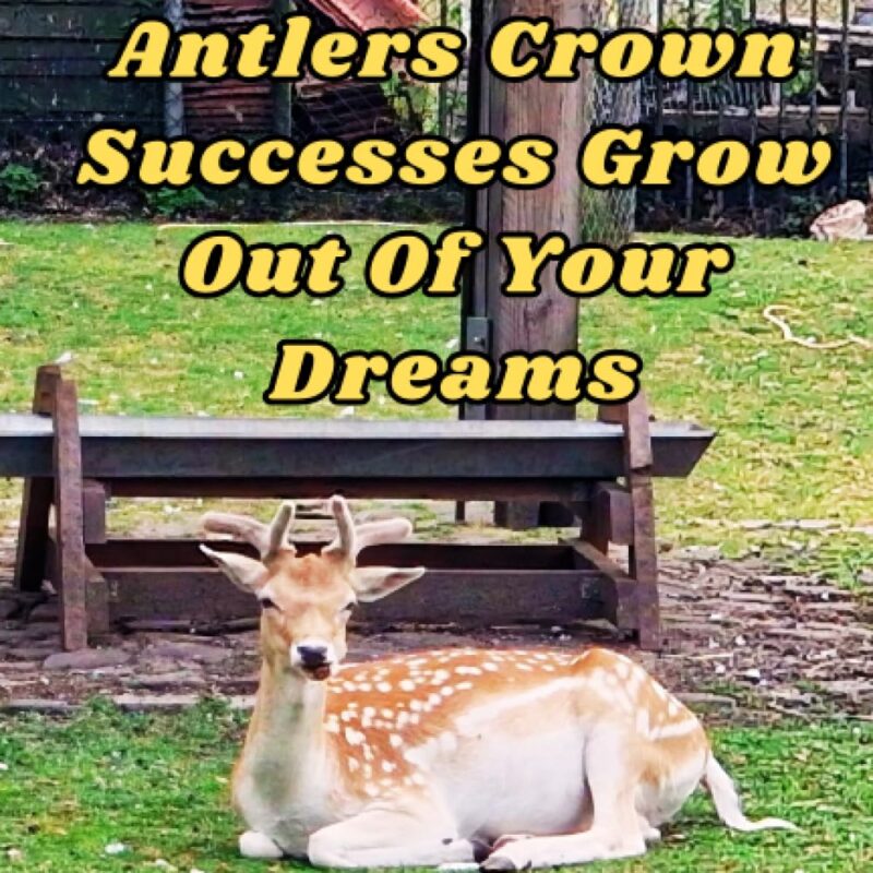 Let Majestic Antlers Crown Successes Grow Out Of Your Dreams